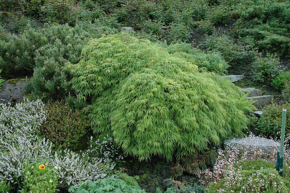 Acer palmatum 'Dissectum Viridis'.