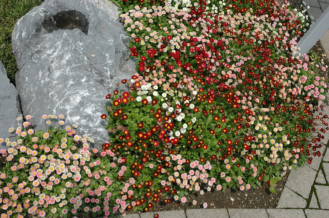 Bellis perennis