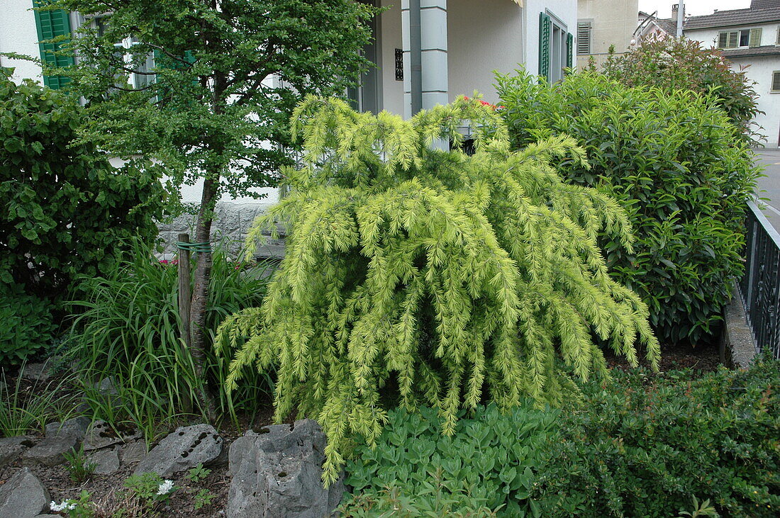 Larix kaempferi 'Pendula