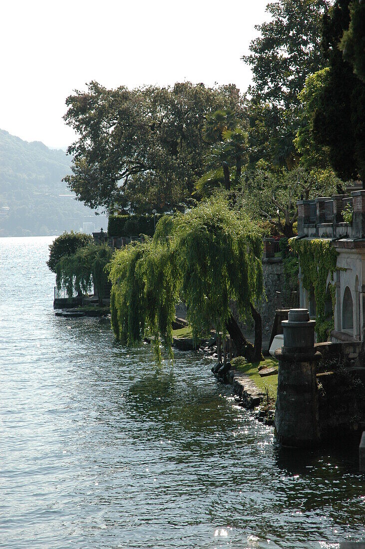 Lakeside willow