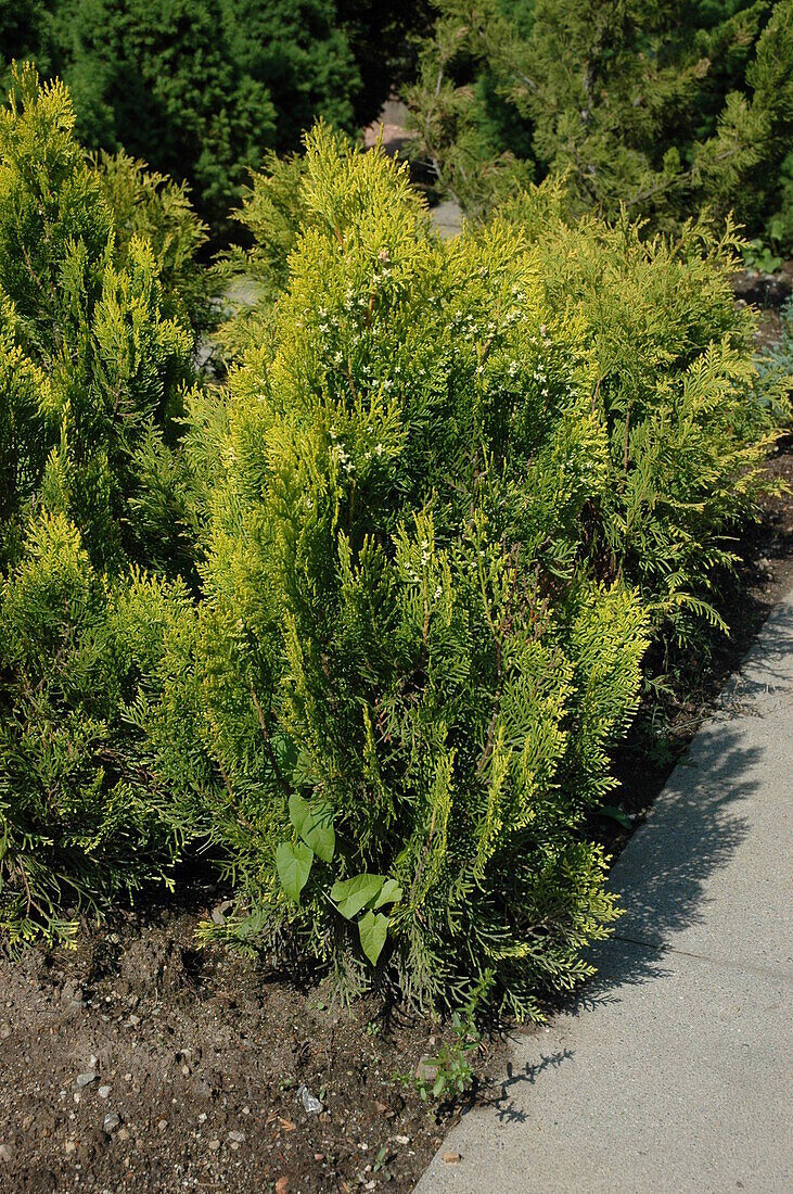 Thuja occidentalis 'Aurea Nana