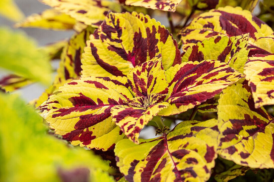 Coleus blumei 'Stained Glassworks Presidio'