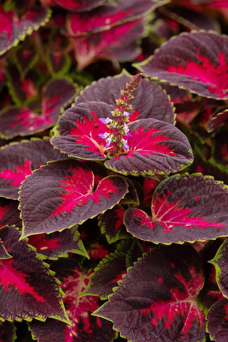 Coleus blumei 'Main Street Fifth Avenue'