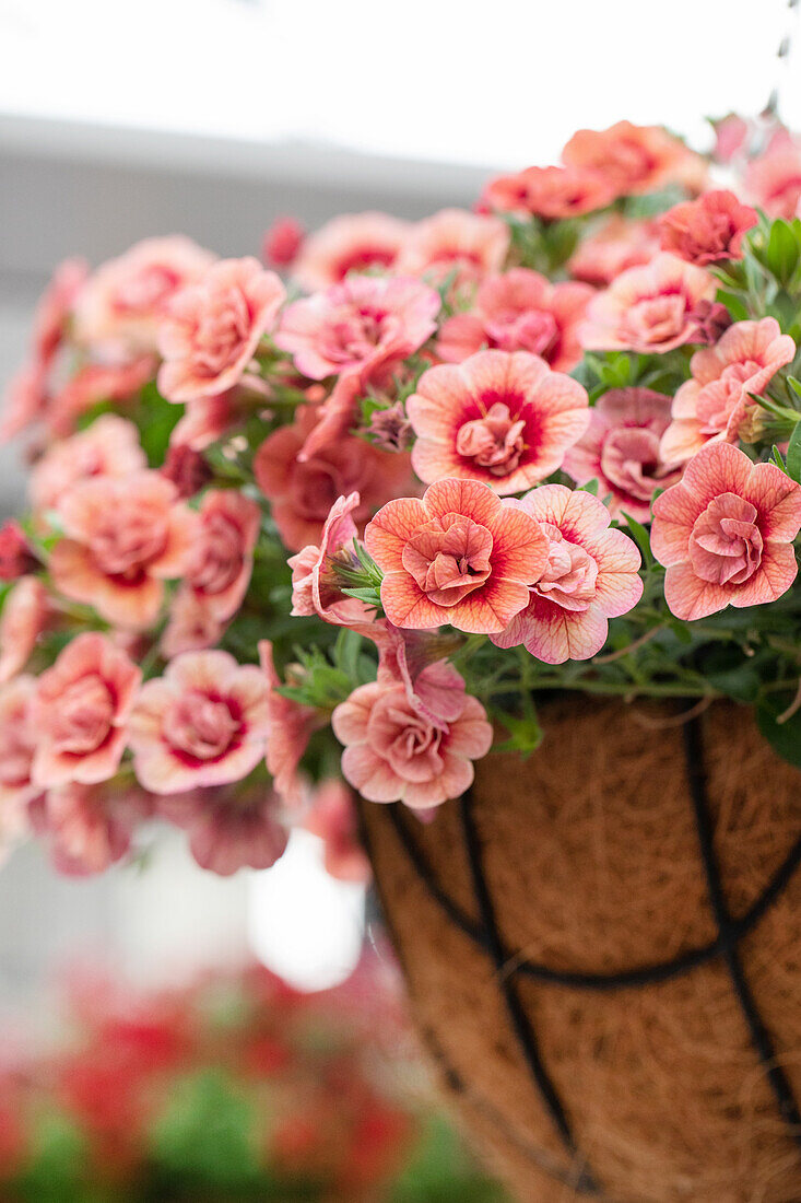 Calibrachoa 'Aloha Double Apricot'