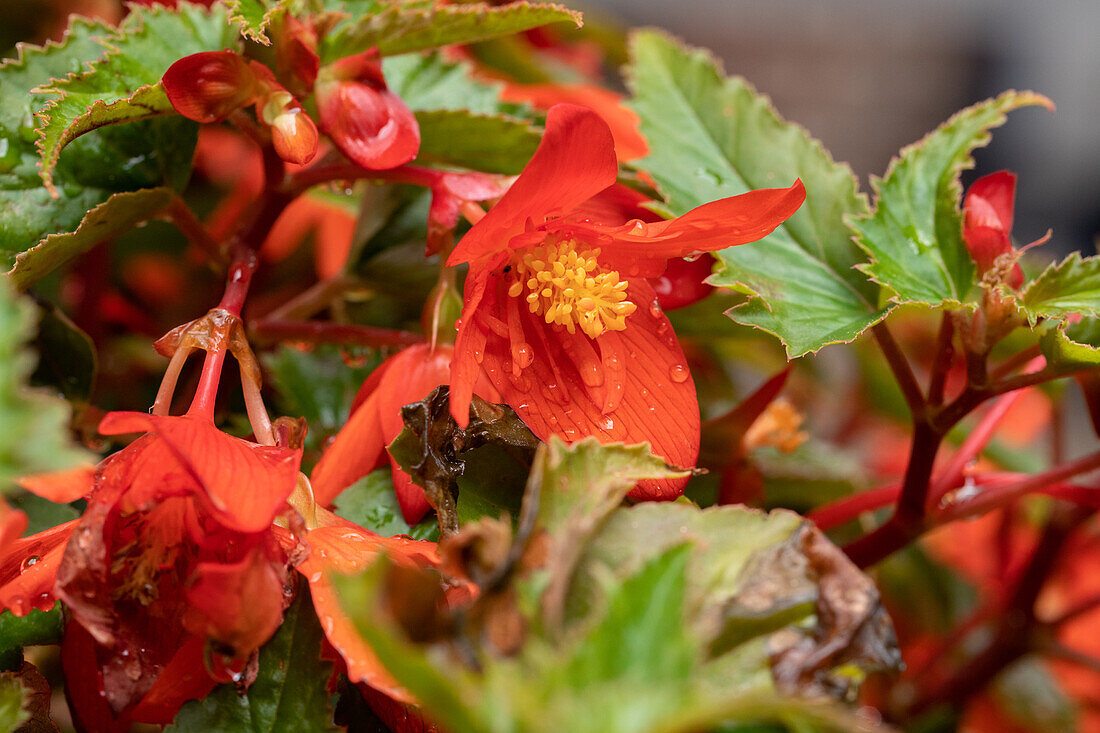 Begonia 'Summerwings