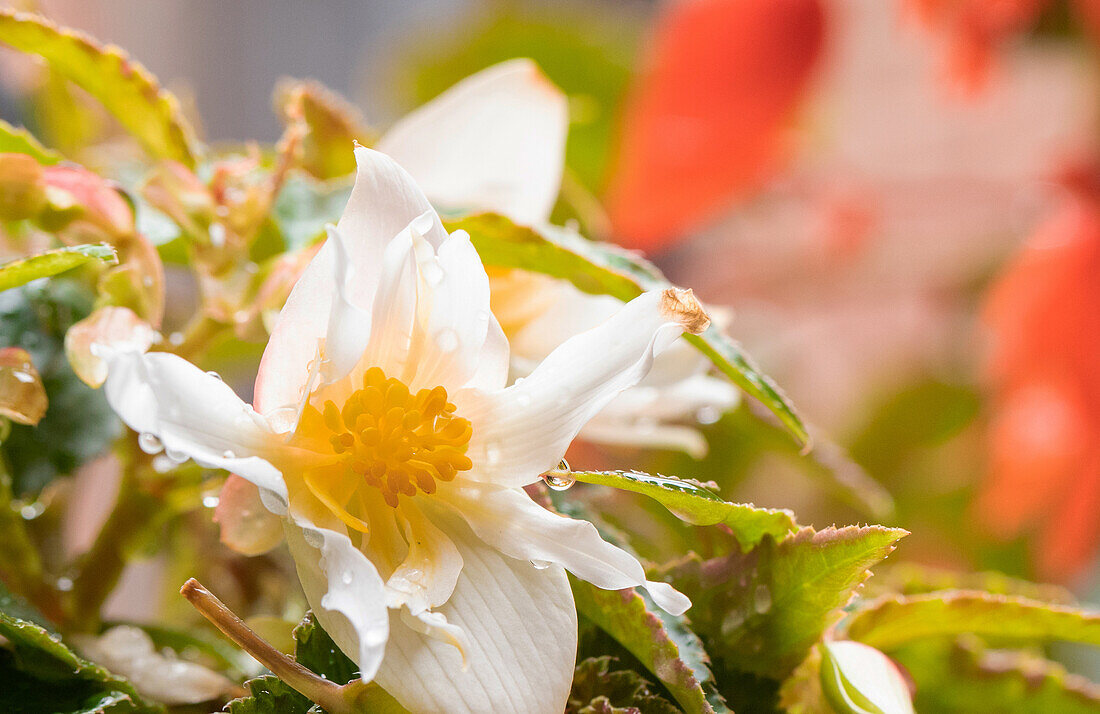 Begonia SUMMERWINGS White Elegance