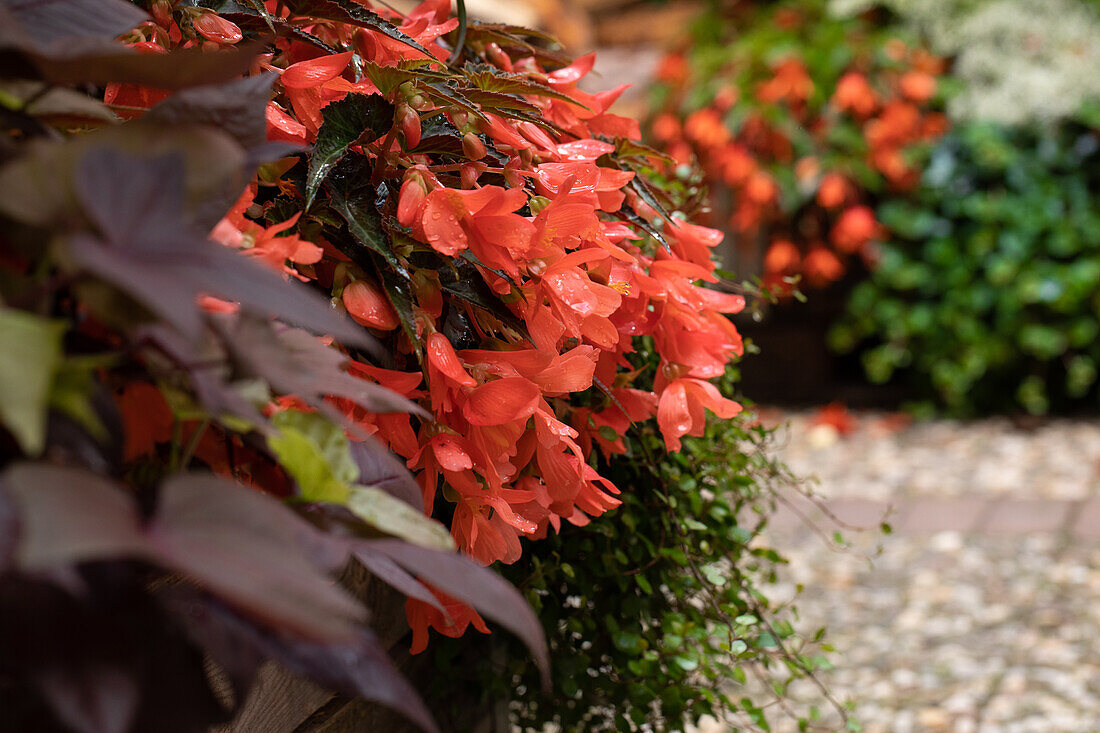 Begonia SUMMERWINGS Ebony & Orange