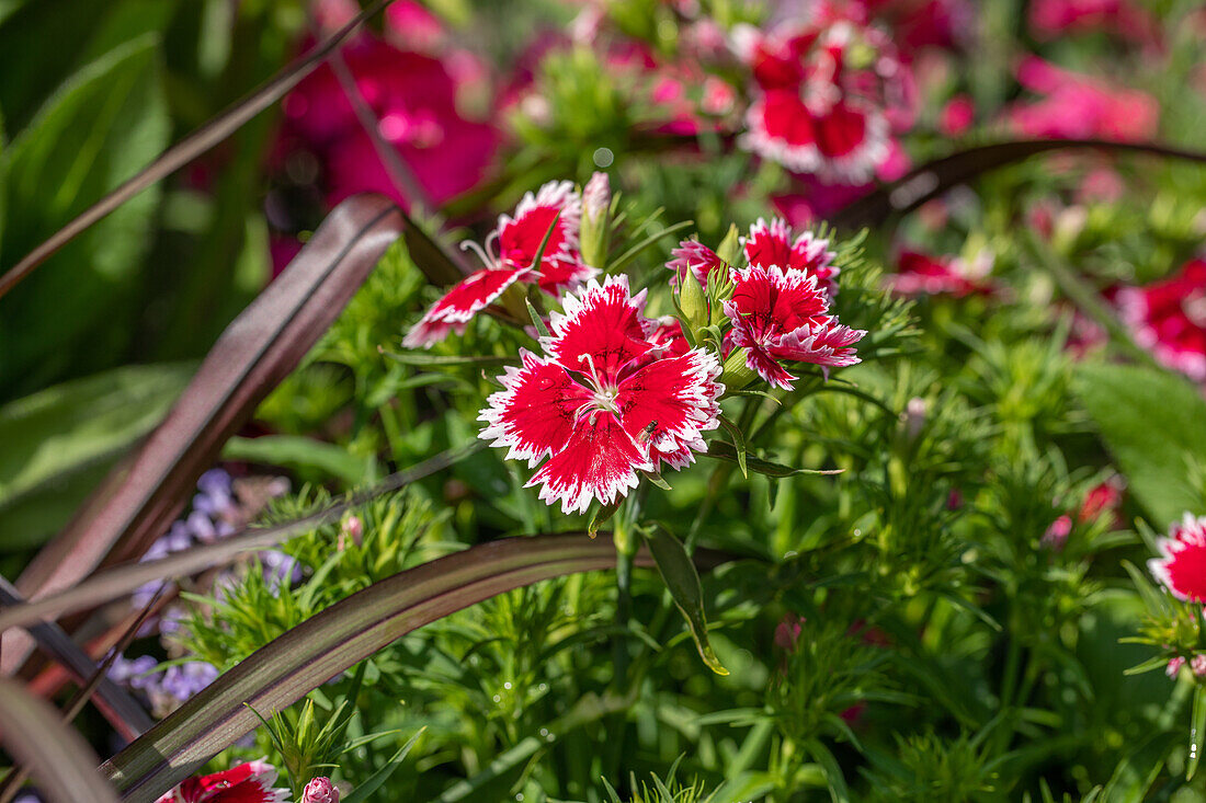 Dianthus barbatus SUMMER DIAMONDS 'Ruby Picotee'