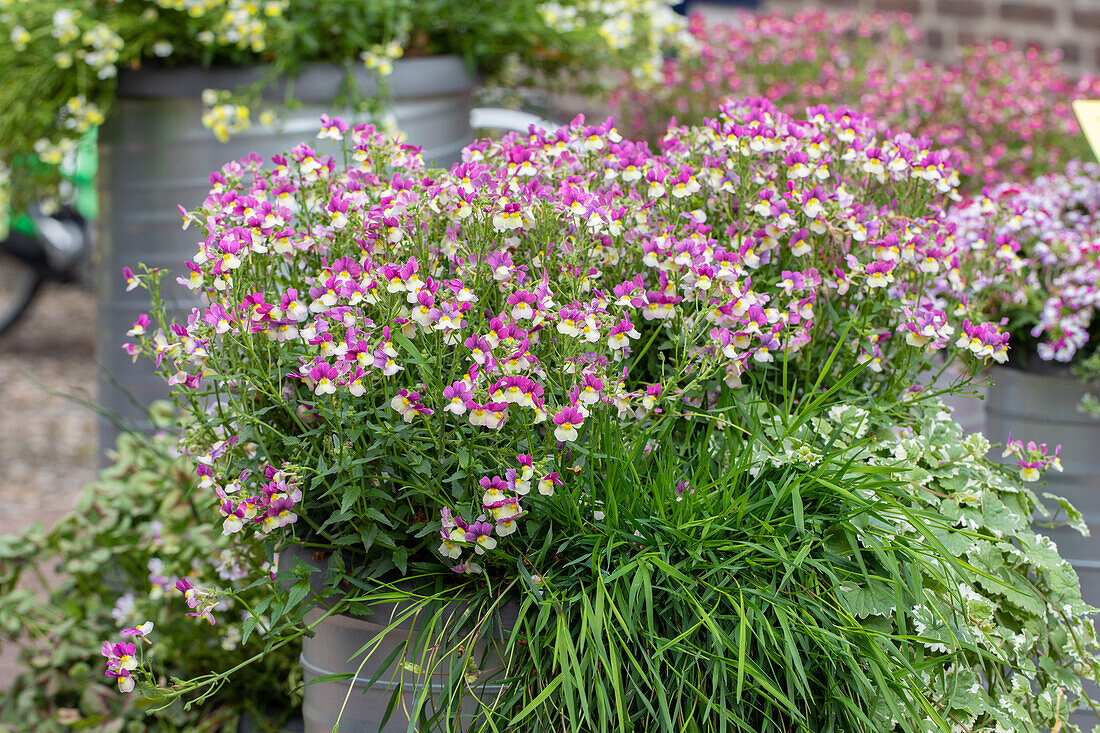 Nemesia Fairy Kisses Vanilla Berry