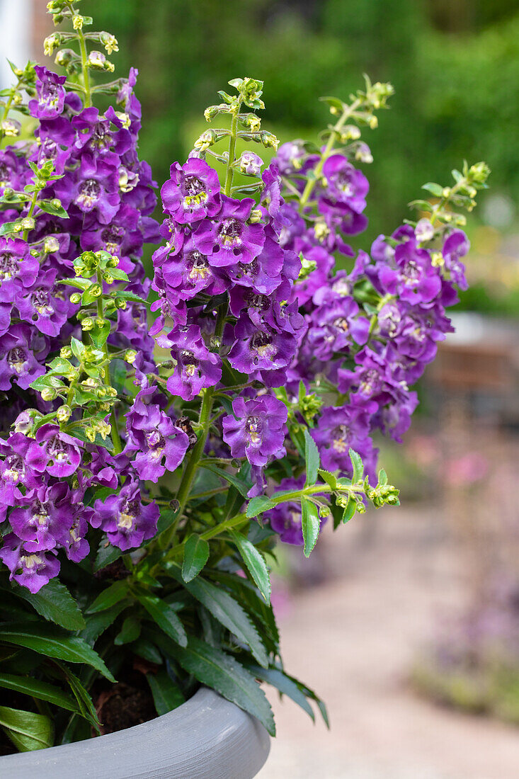 Angelonia ANGELFACE Blue 2020