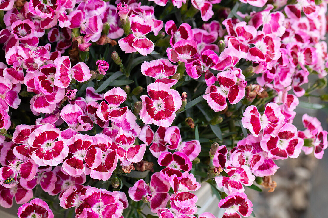 Dianthus TOUCH 'Big Touch'