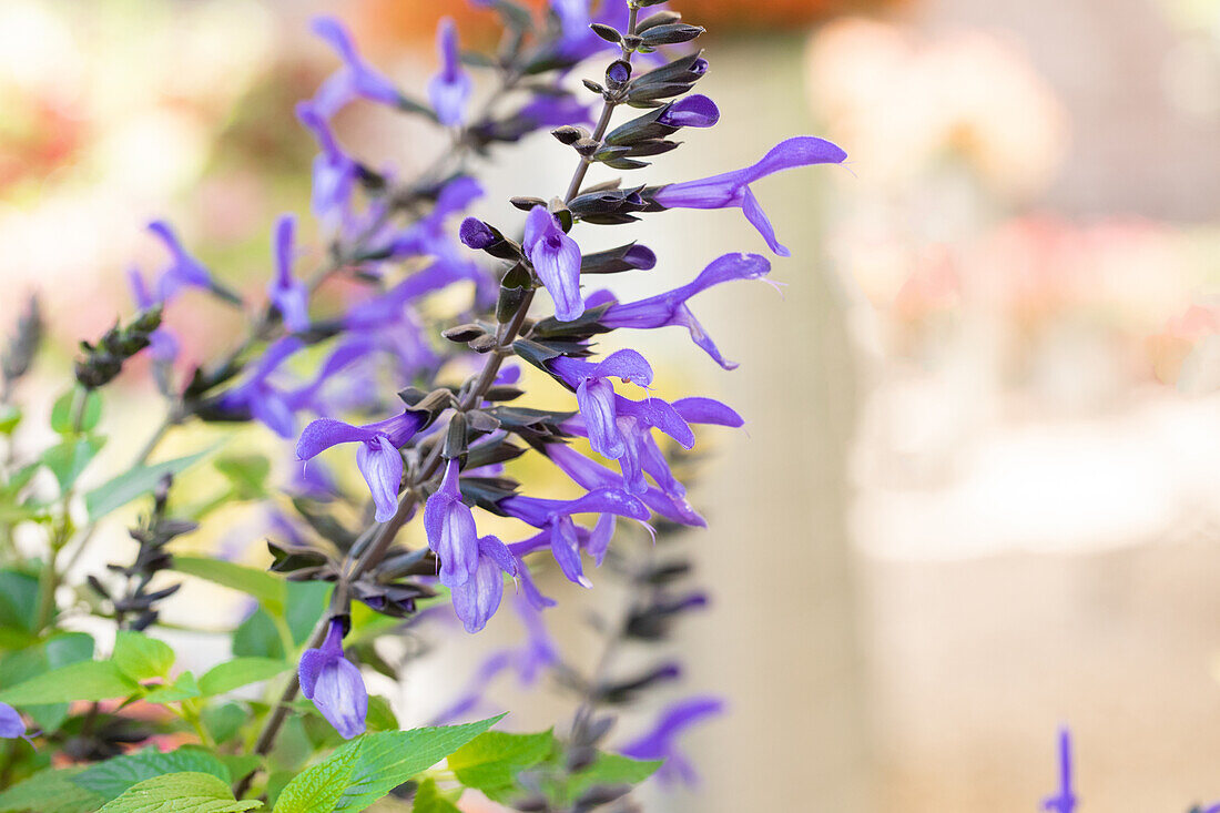 Salvia ROCKIN 'Sky Blue'