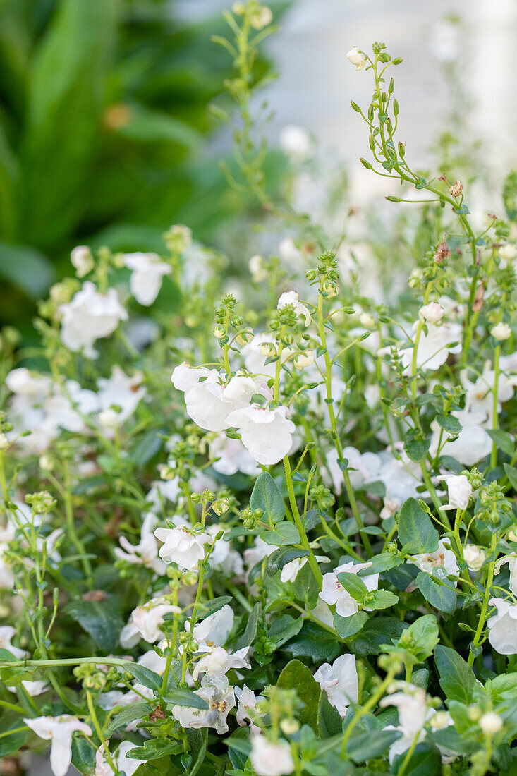 Diascia BREEZEE™ Plus 'White 2020'