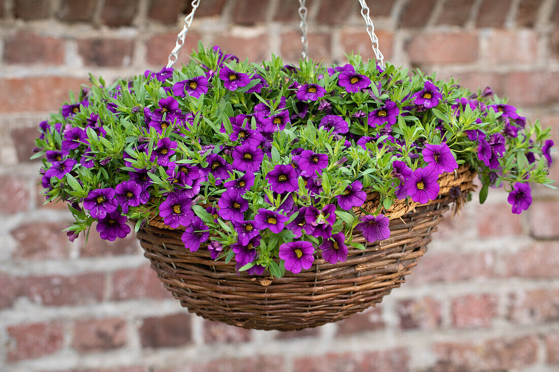 Calibrachoa SUPERBELLS UNIQUE 'Lilac'