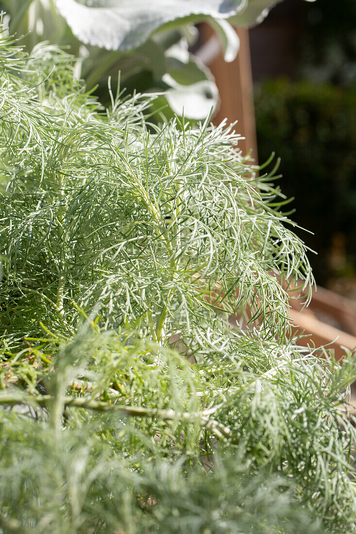Artemisia mauiensis MAKANA 'Silver'