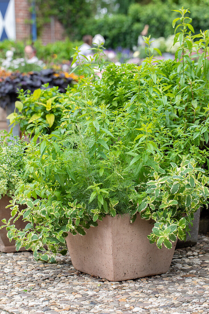 Herbs in a tub