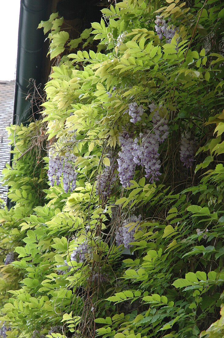 Wisteria floribunda