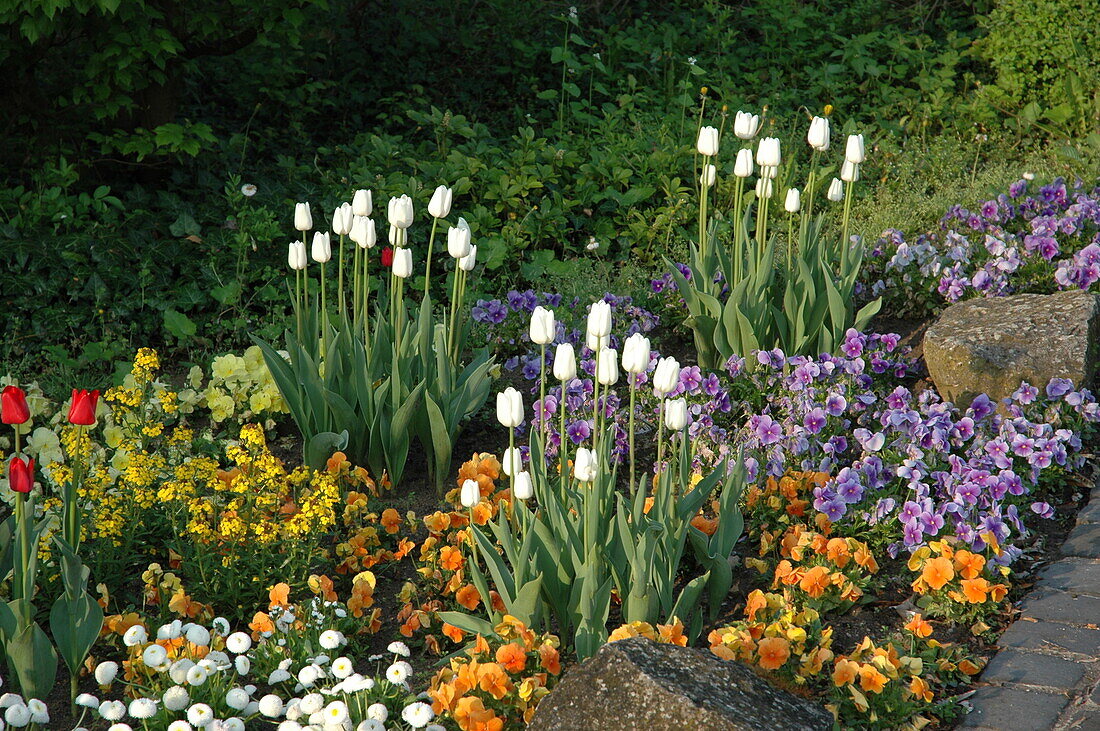 Bed of tulips and spring flowers