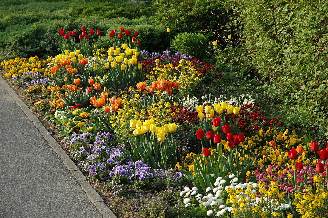 Bed of tulips and spring flowers