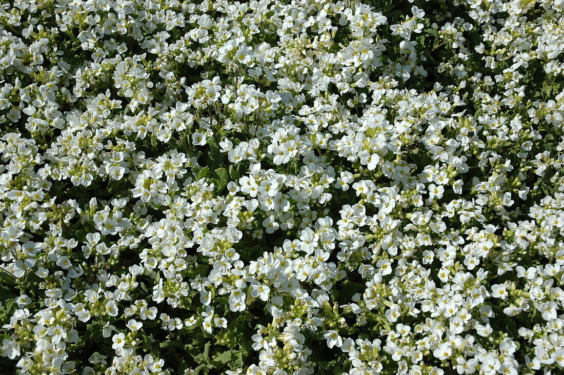 Arabis caucasica 'Snowcap