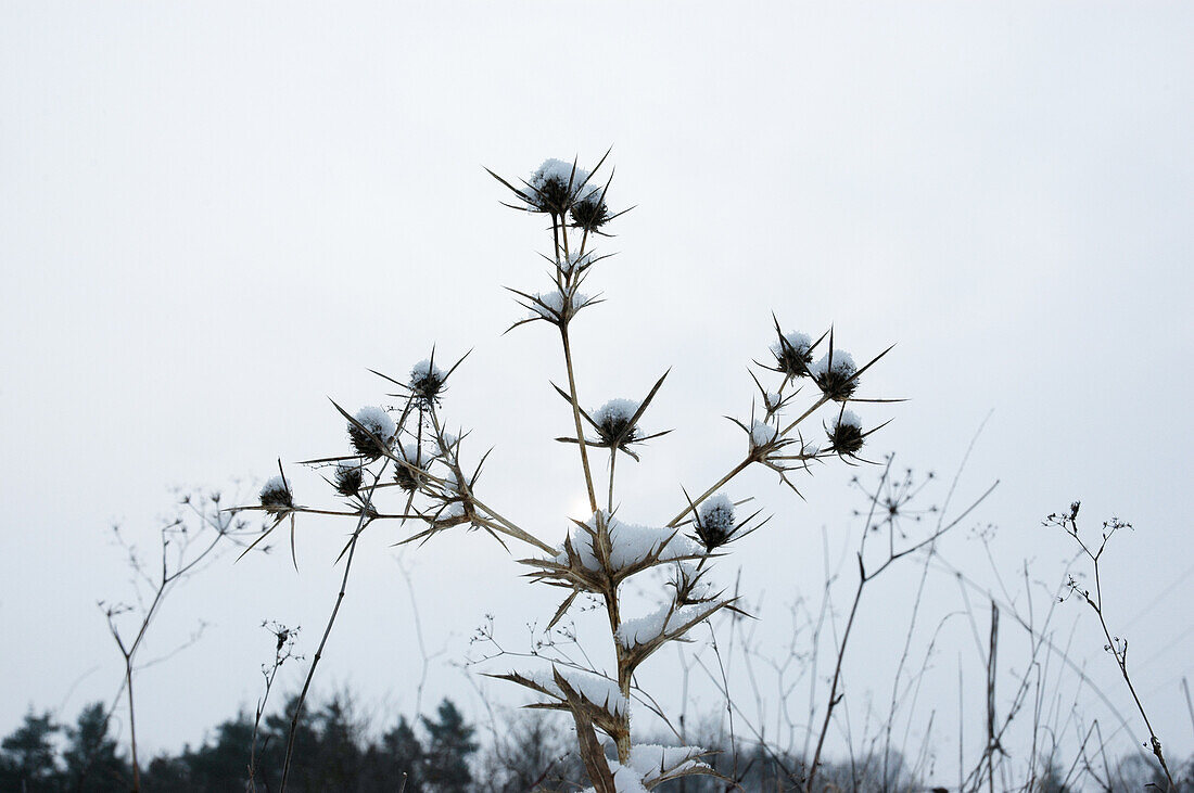 Thistle blossoms in the snow