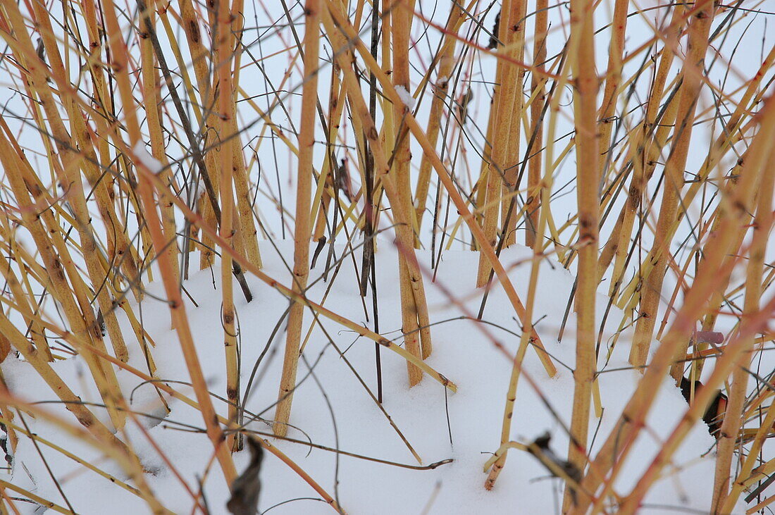 Cornus sanguinea 'Winter Flame'