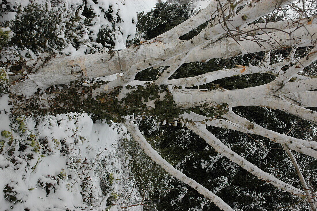 Birch with ivy in the snow