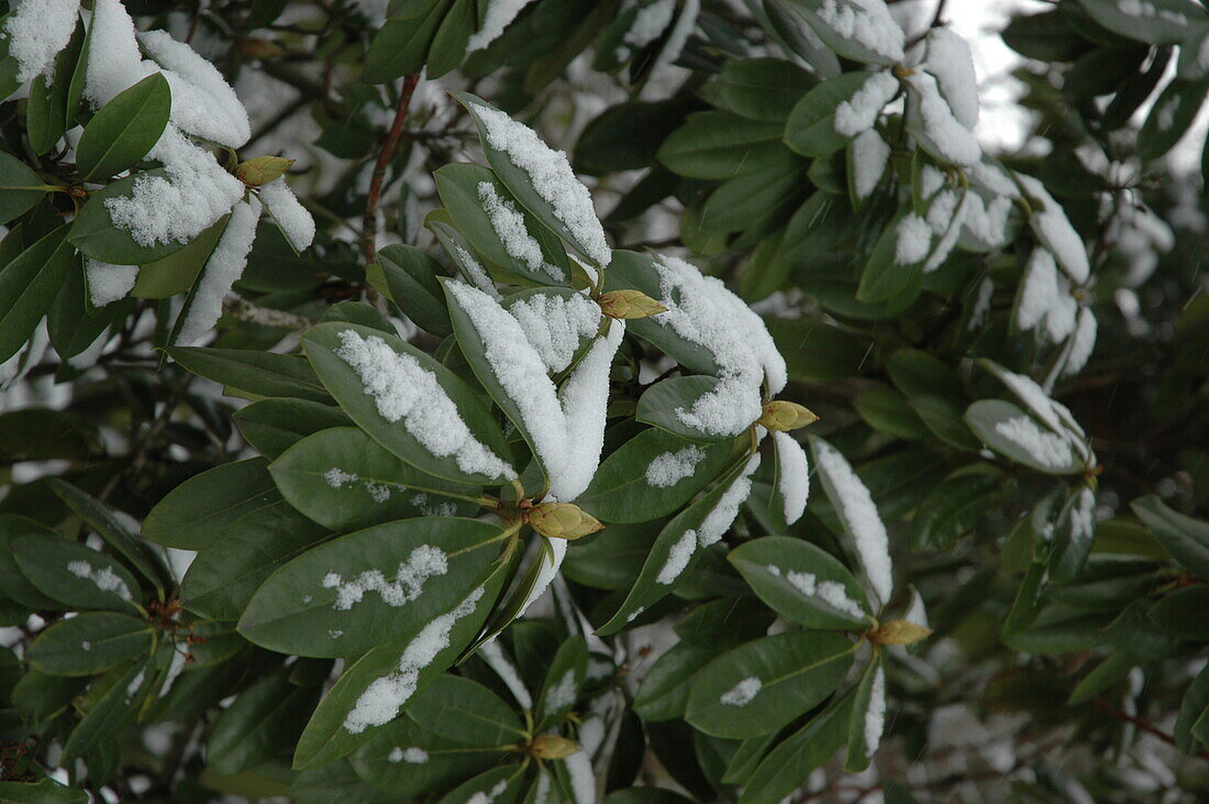 Rhododendronblätter im Schnee