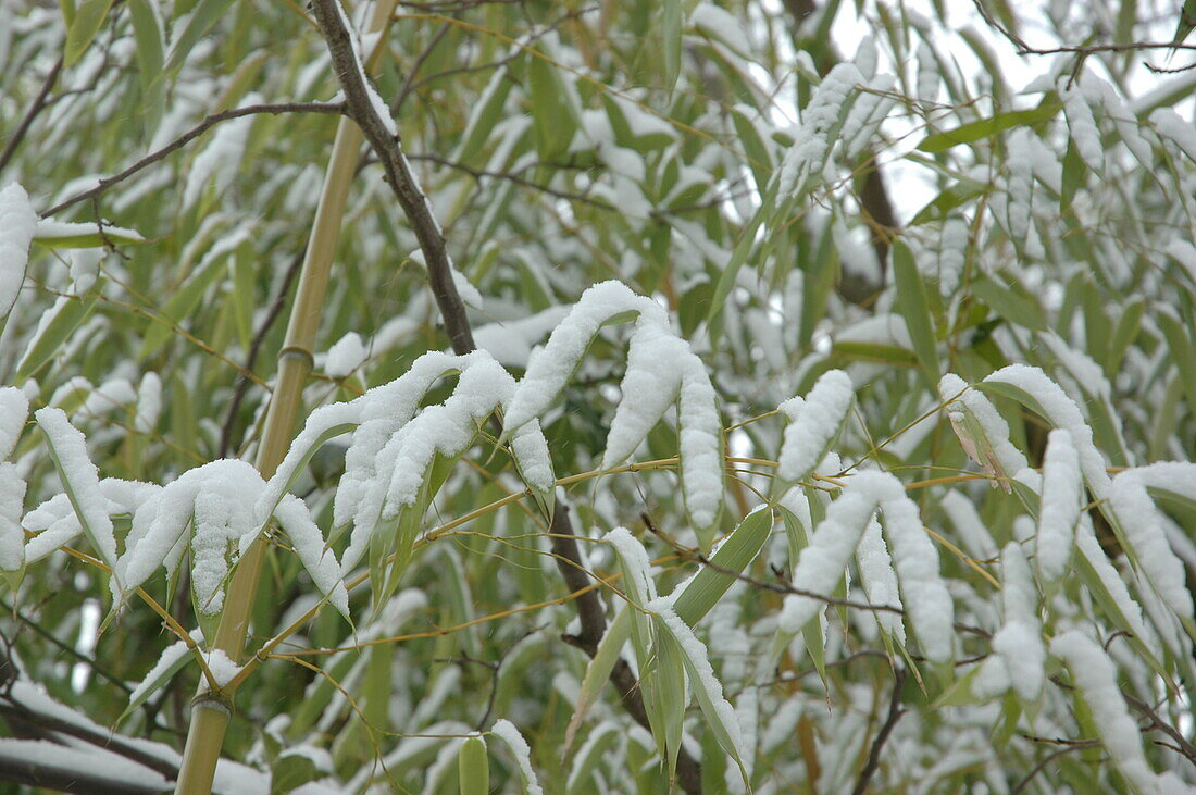 Bambusblätter im Schnee