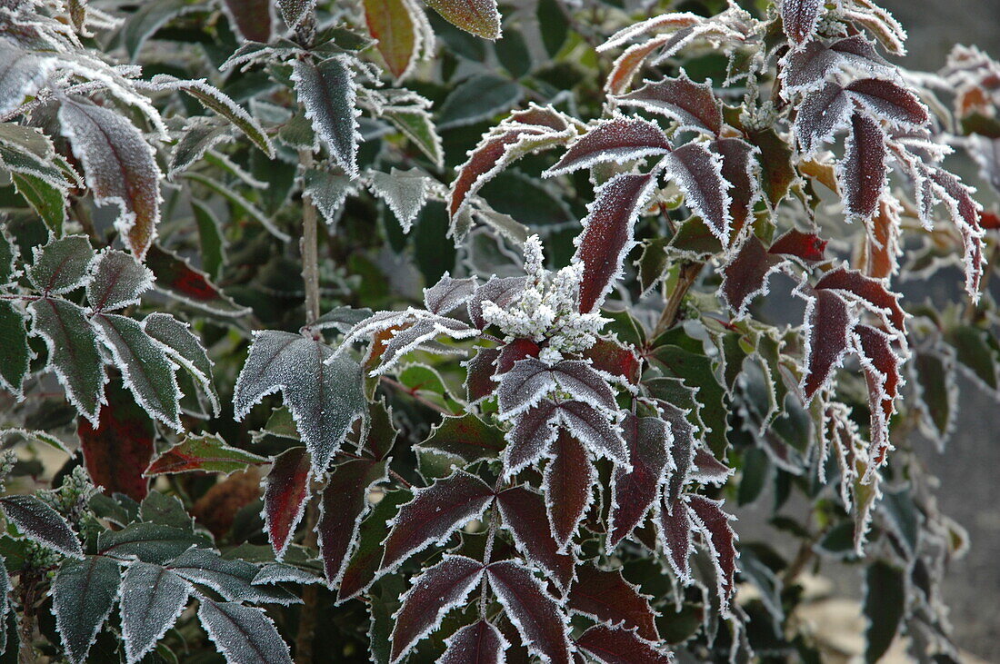 Mahonia with hoarfrost