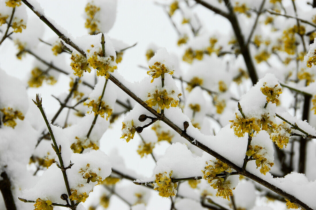 Cornus mas