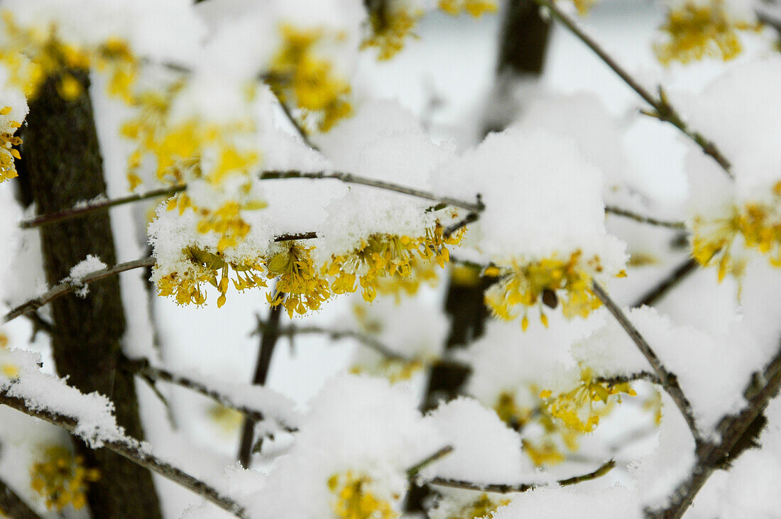 Cornus mas