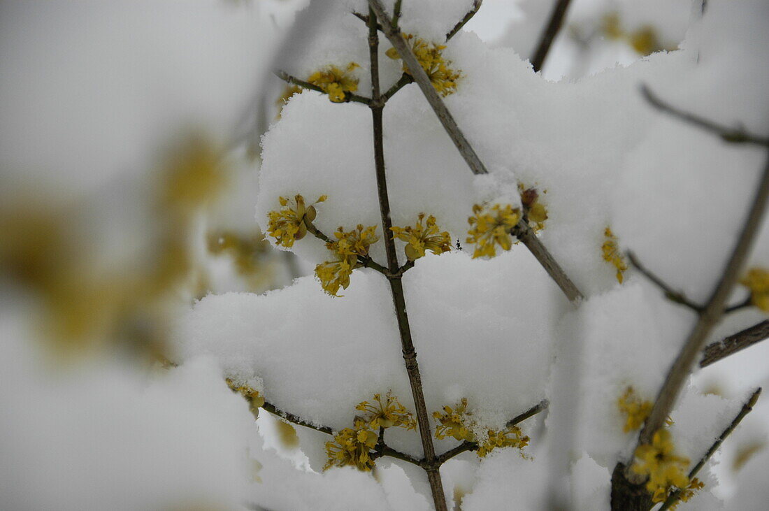 Cornus mas