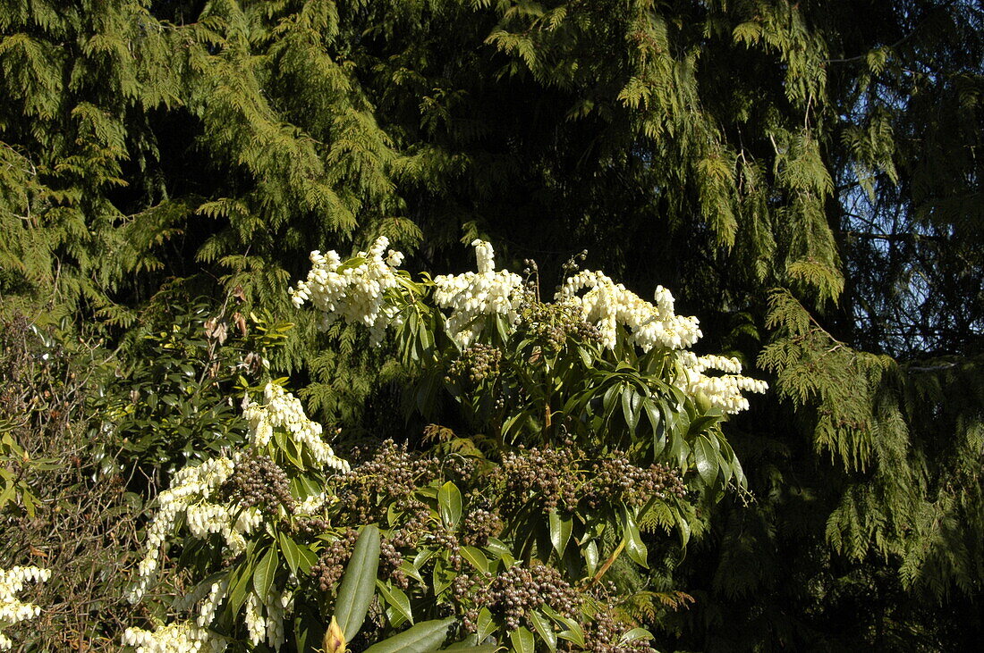 Pieris floribunda