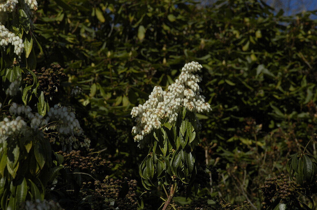 Pieris floribunda