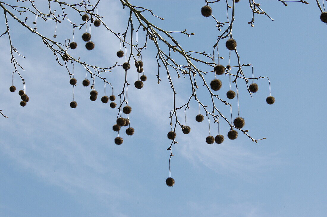 Platanus