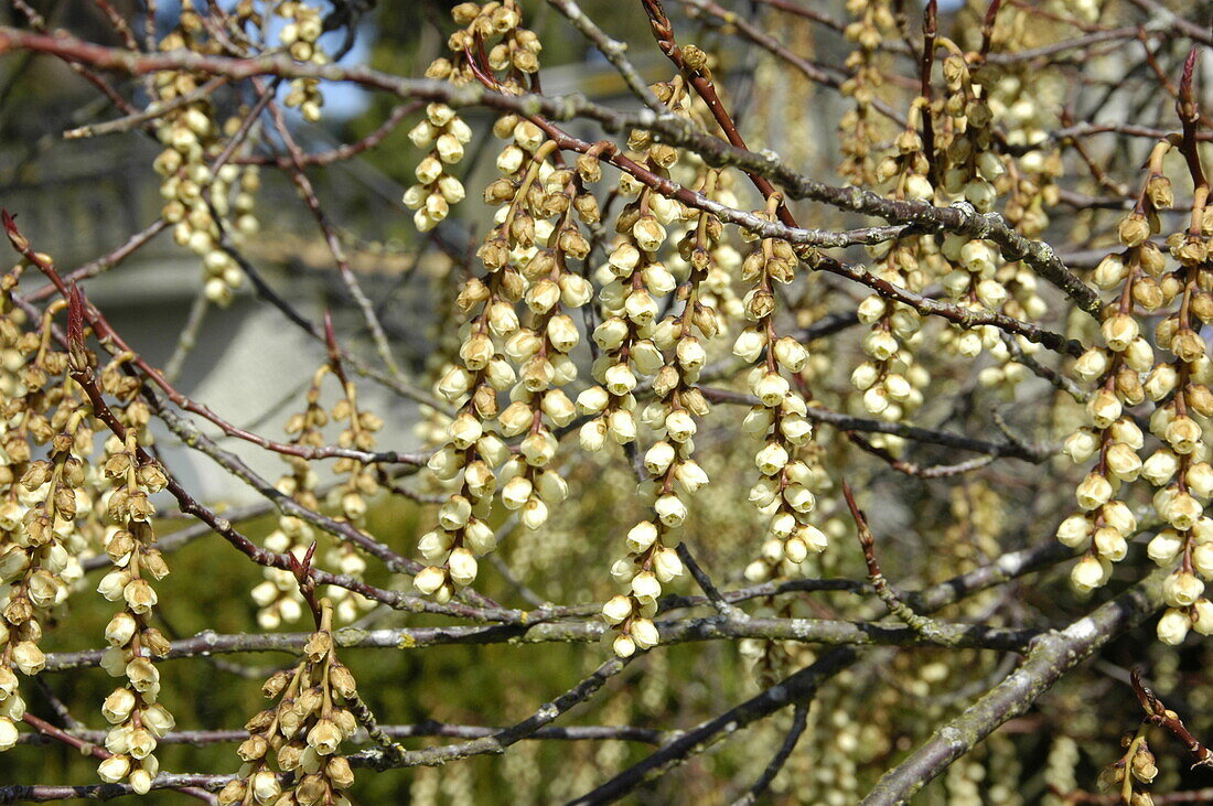 Stachyurus praecox