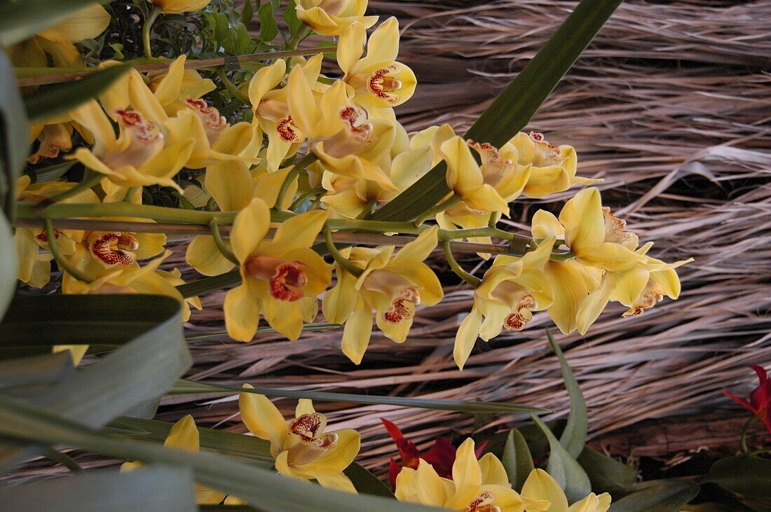 Cymbidium Sayonara