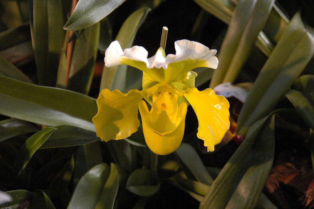 Paphiopedilum