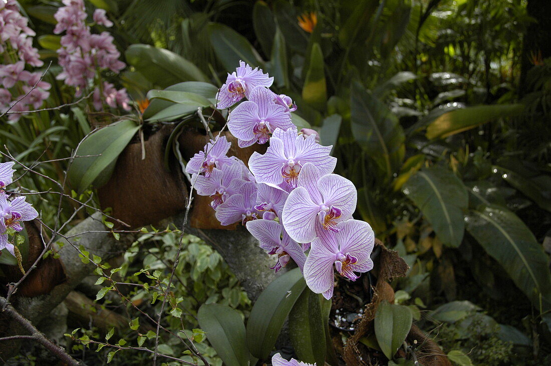 Phalaenopsis 'Inge Bohrk