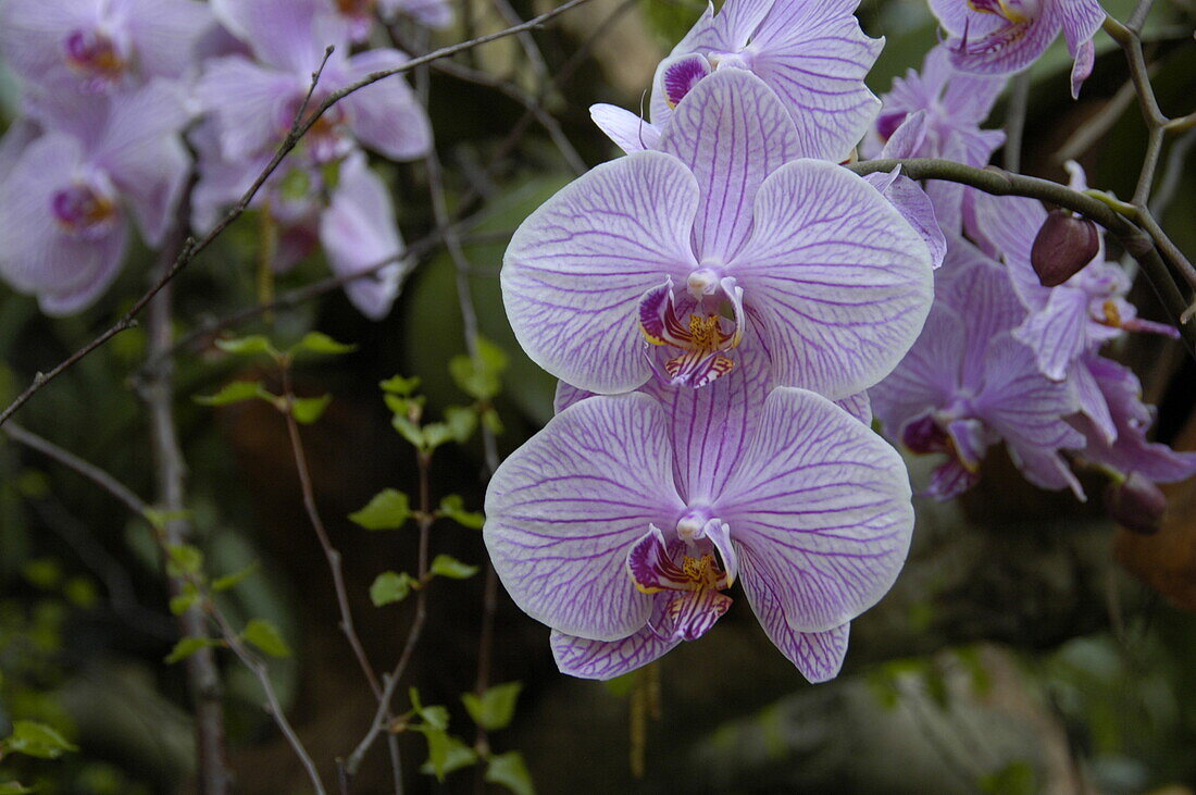 Phalaenopsis, purple