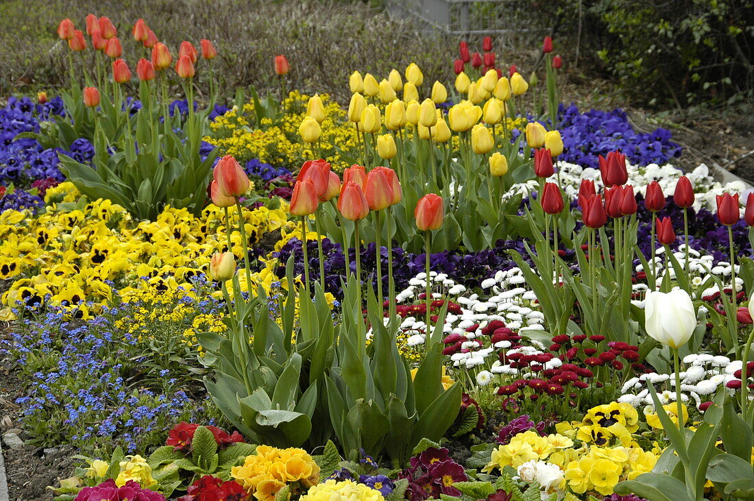 Tulips among spring flowers