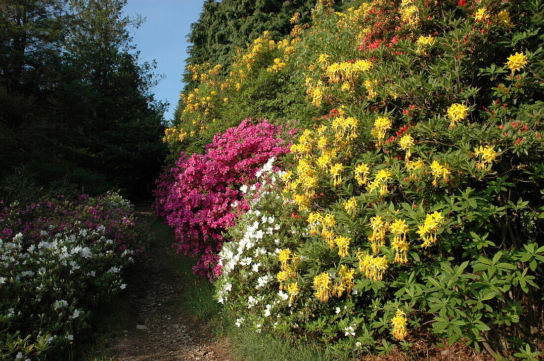 Rhododendrongarten