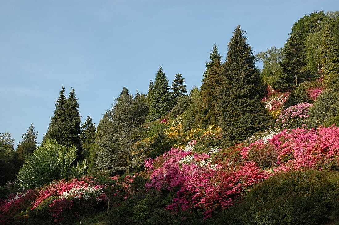 Conifers and rhododendrons