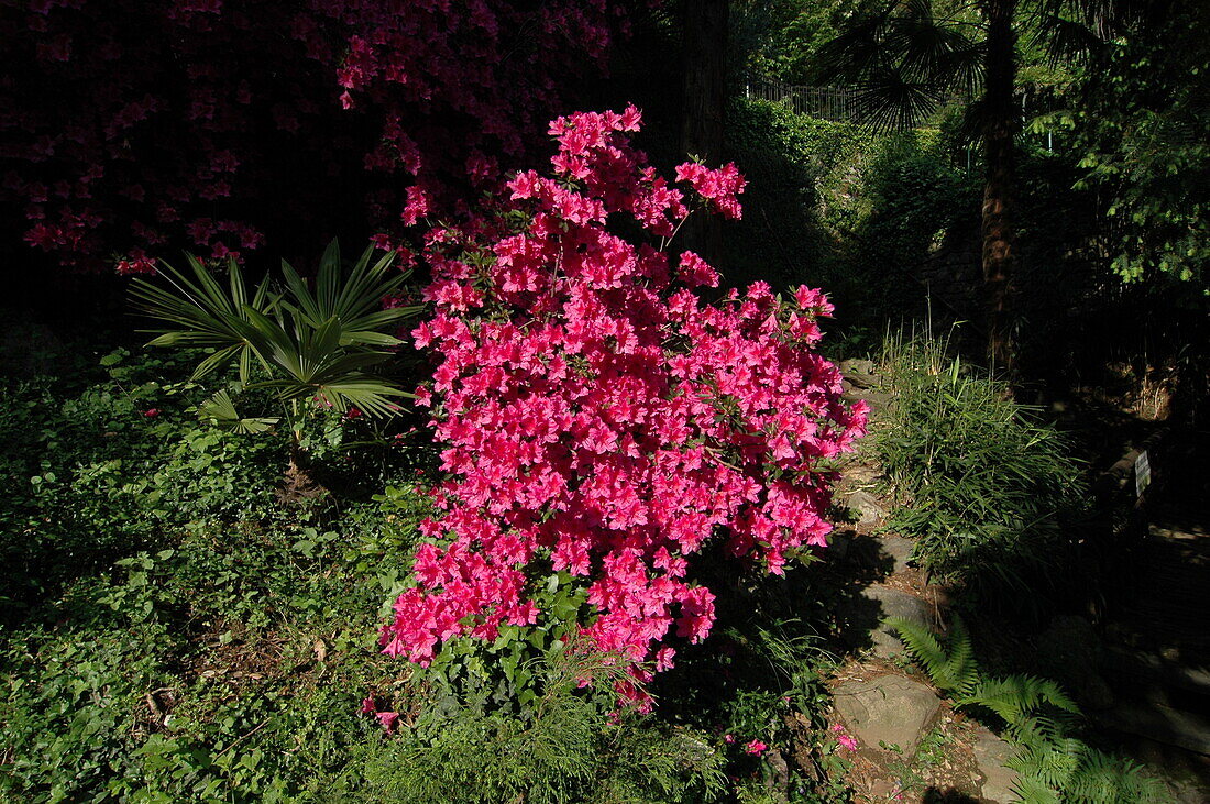 Rhododendron obtusum, pink