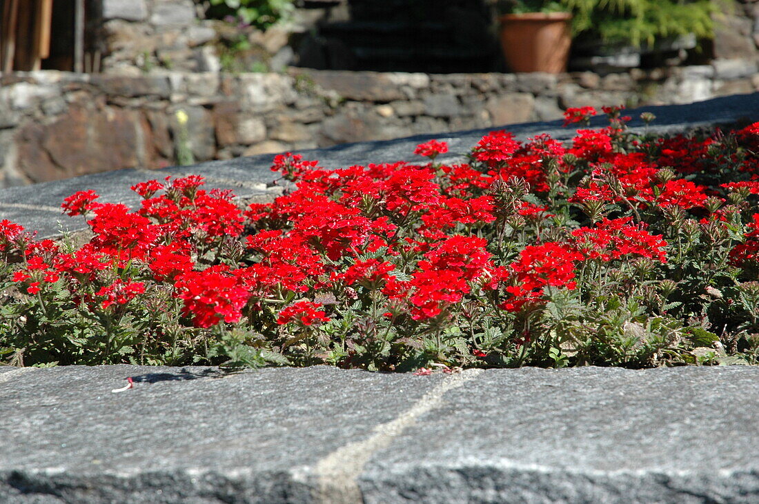 Verbena upright, red