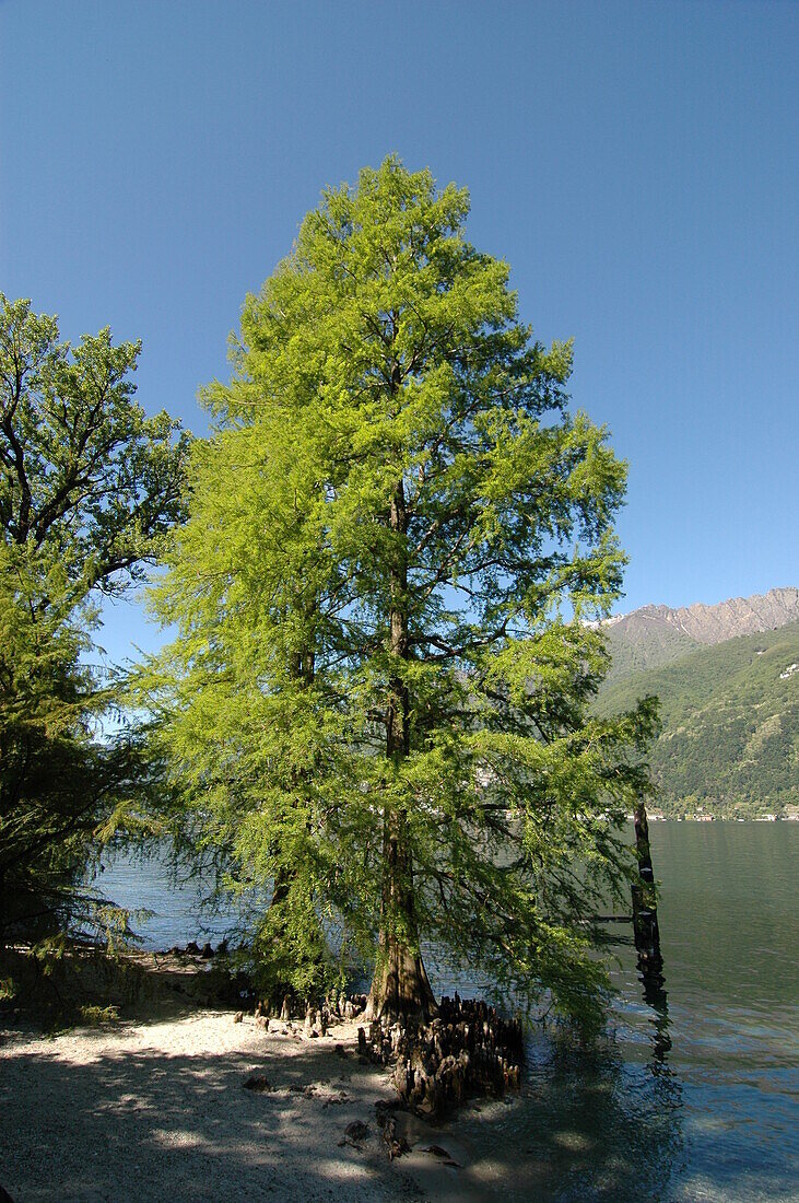 Conifer on the lakeshore