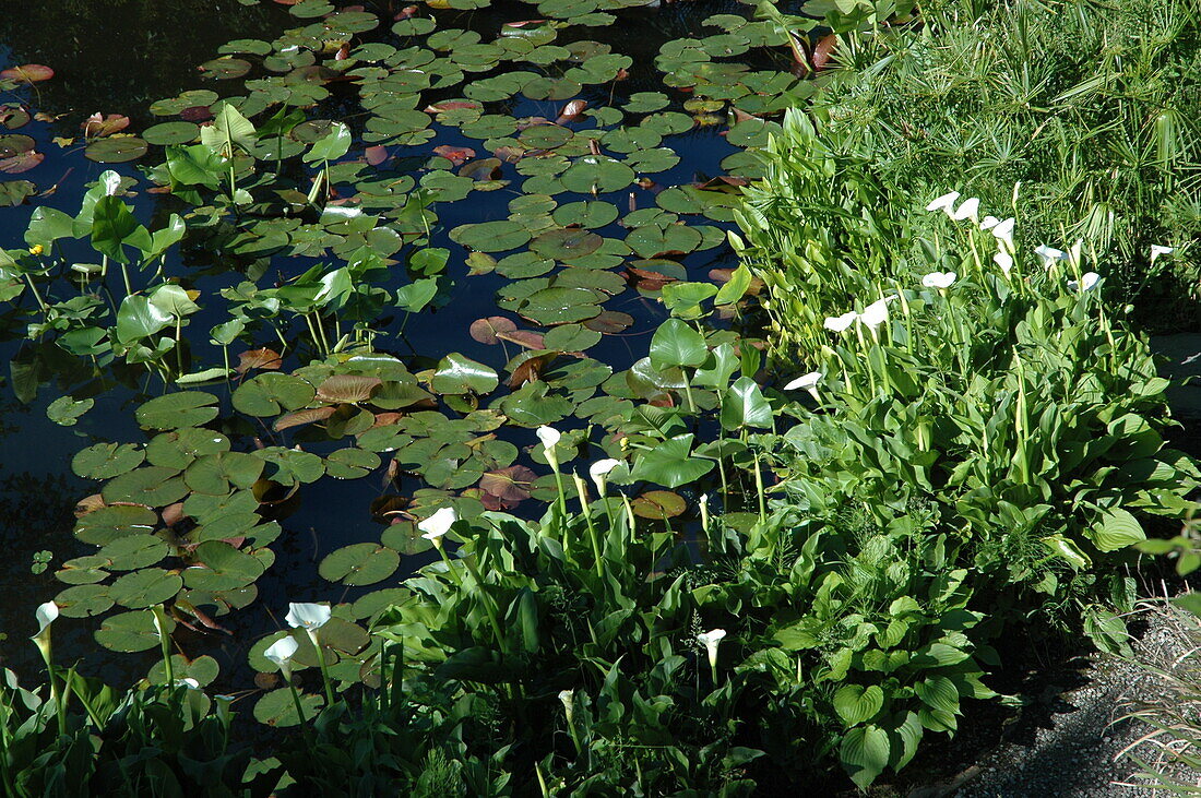 Calla palustris