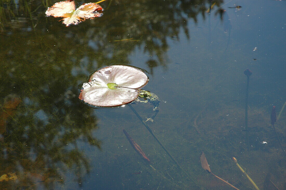 Frog on lily pad