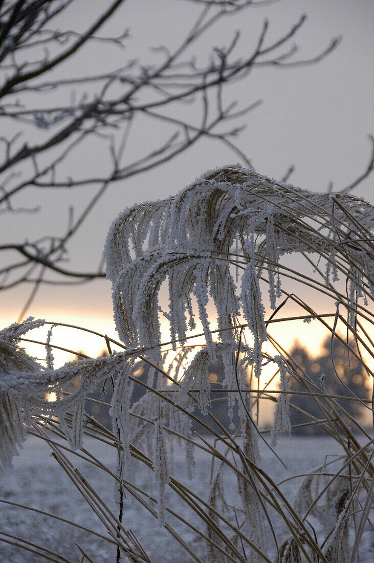 Grasses with hoar frost